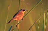 Gray-crowned Yellowthroatborder=